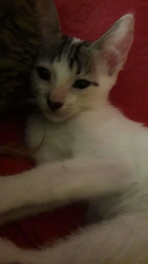 Gato raça Indefinida idade 2 a 6 meses nome Sem nome