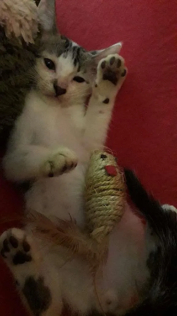 Gato raça Indefinida idade 2 a 6 meses nome Sem nome