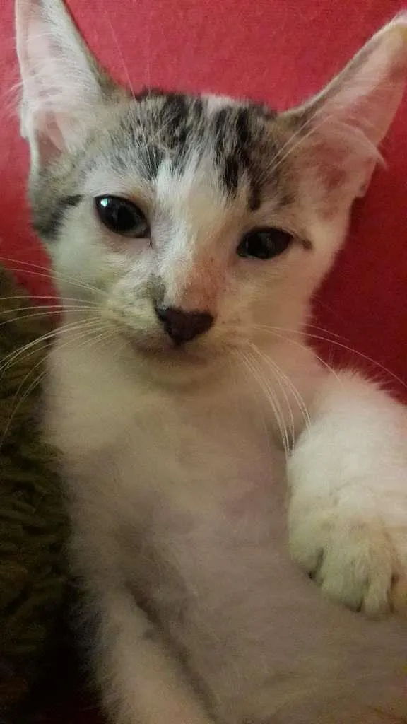 Gato raça Indefinida idade 2 a 6 meses nome Sem nome