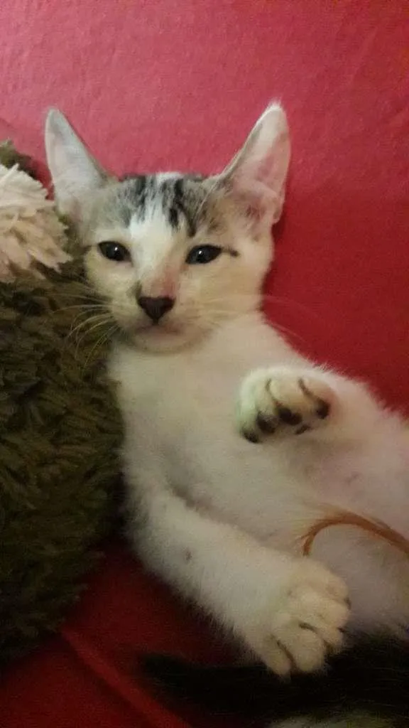 Gato raça Indefinida idade 2 a 6 meses nome Sem nome