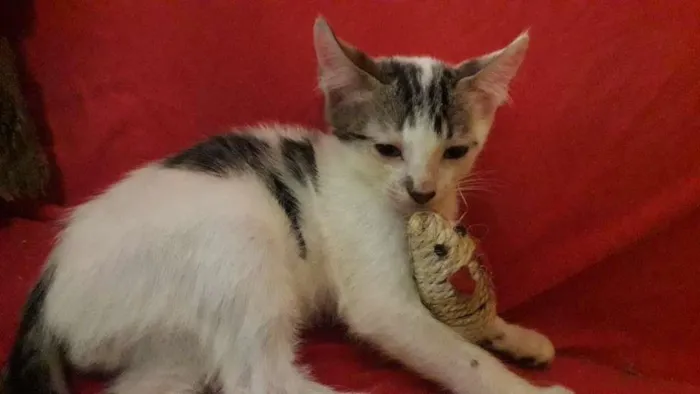 Gato raça Indefinida idade 2 a 6 meses nome Sem nome