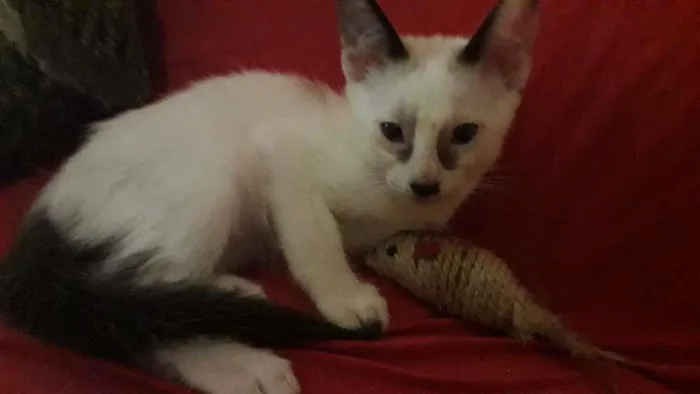 Gato raça Indefinida idade 2 a 6 meses nome Sem nome