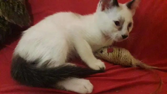 Gato raça Indefinida idade 2 a 6 meses nome Sem nome