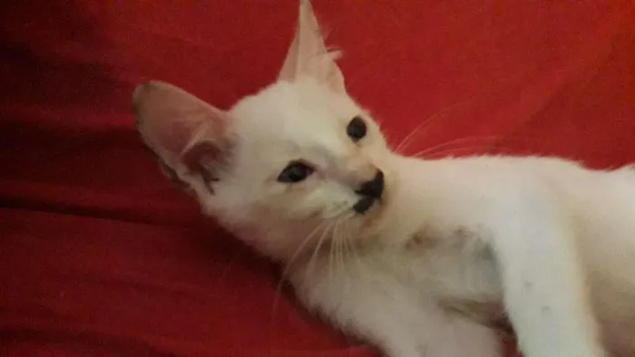 Gato raça Indefinida idade 2 a 6 meses nome Sem nome