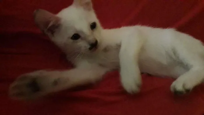 Gato raça Indefinida idade 2 a 6 meses nome Sem nome