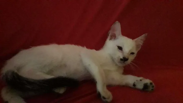 Gato raça Indefinida idade 2 a 6 meses nome Sem nome