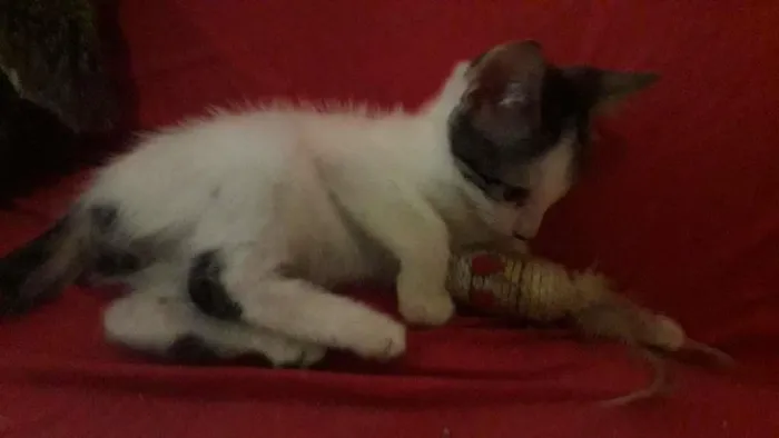 Gato raça Indefinida idade 2 a 6 meses nome Sem nome