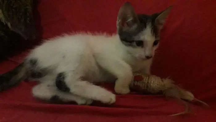 Gato raça Indefinida idade 2 a 6 meses nome Sem nome