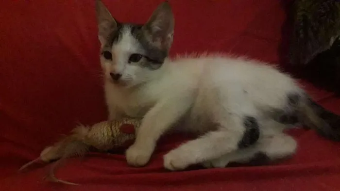 Gato raça Indefinida idade 2 a 6 meses nome Sem nome
