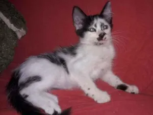 Gato raça Indefinida idade 2 a 6 meses nome Sem nome