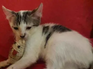 Gato raça Indefinida idade 2 a 6 meses nome Sem nome