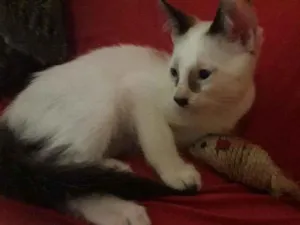 Gato raça Indefinida idade 2 a 6 meses nome Sem nome