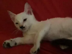Gato raça Indefinida idade 2 a 6 meses nome Sem nome