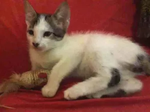 Gato raça Indefinida idade 2 a 6 meses nome Sem nome