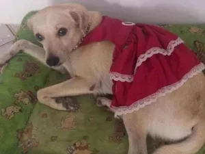 Cachorro raça Vira lata idade 2 anos nome Nina