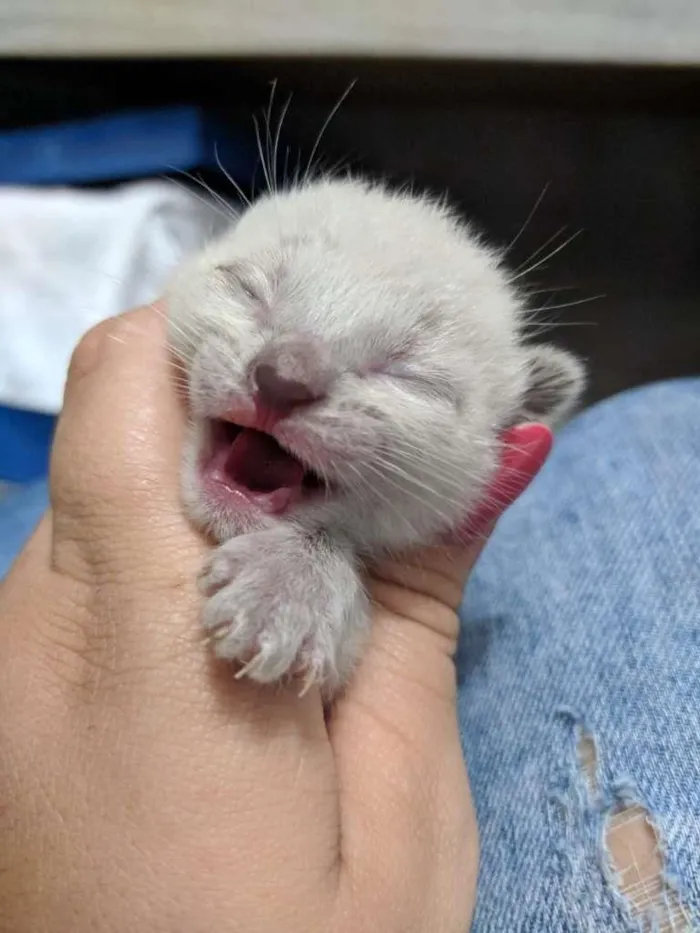 Gato raça SRD-ViraLata idade Abaixo de 2 meses nome Sem Nome