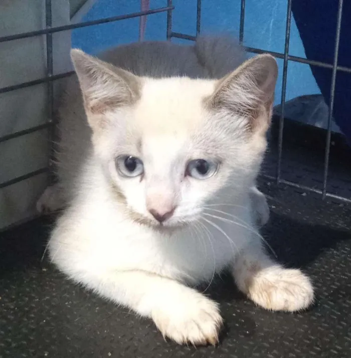 Gato raça SRD-ViraLata idade 2 a 6 meses nome Sem Nome