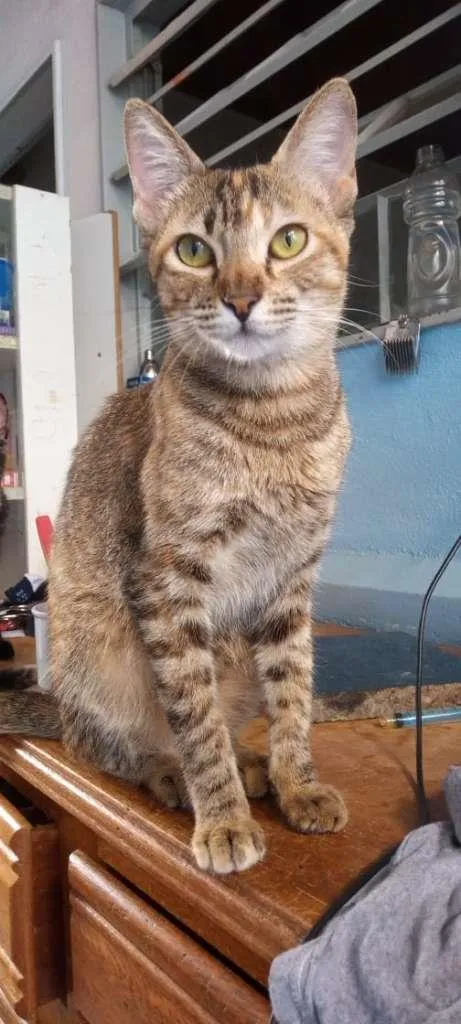 Gato raça SRD-ViraLata idade 2 a 6 meses nome Sem Nome