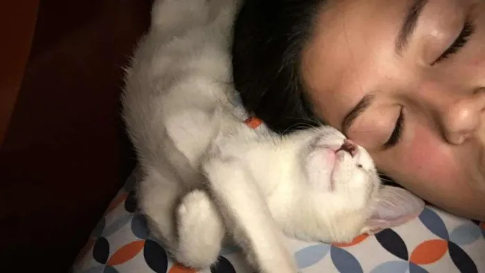 Gato raça SRD-ViraLata idade 2 a 6 meses nome Sem Nome