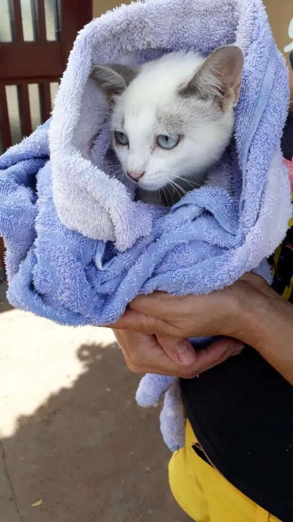 Gato raça SRD-ViraLata idade 2 a 6 meses nome Sem Nome