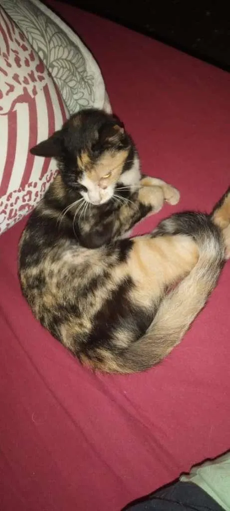 Gato raça SRD-ViraLata idade 2 a 6 meses nome Sem Nome