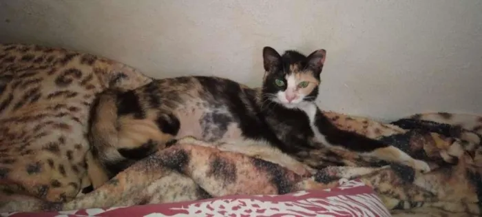 Gato raça SRD-ViraLata idade 2 a 6 meses nome Sem Nome