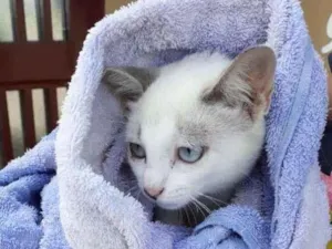 Gato raça SRD-ViraLata idade 2 a 6 meses nome Sem Nome