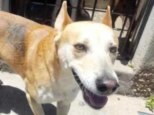 Cachorro raça Srd  idade 1 ano nome Trovão lindo e fofo