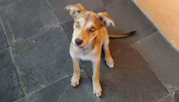 Cachorro raça SRD-ViraLata idade 2 a 6 meses nome Clary