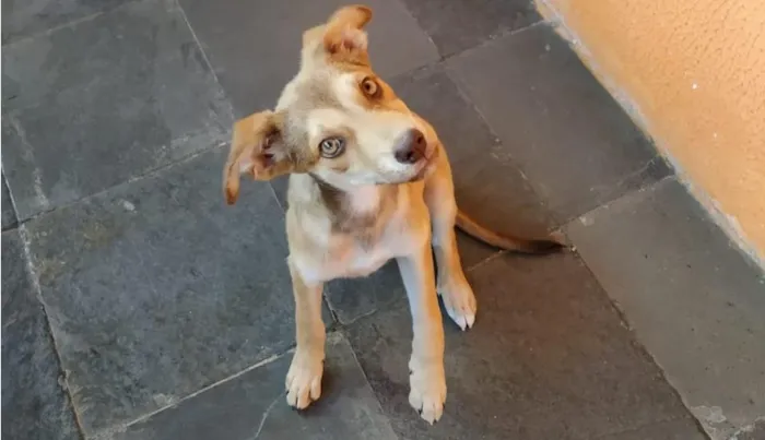Cachorro raça SRD-ViraLata idade 2 a 6 meses nome Clary