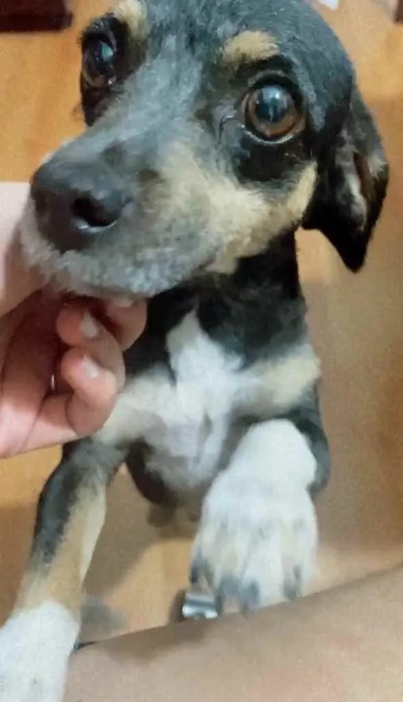 Cachorro ra a Vira lata idade 3 anos nome Bartolomeu/Bartô
