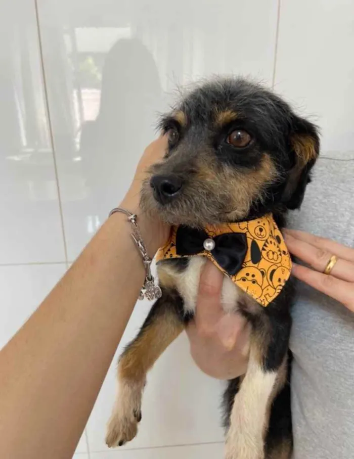 Cachorro ra a Vira lata idade 3 anos nome Bartolomeu/Bartô