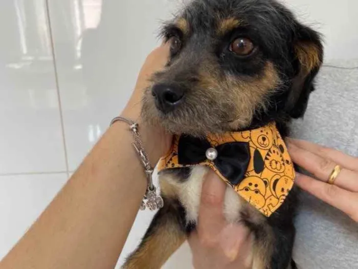 Cachorro ra a Vira lata idade 3 anos nome Bartolomeu/Bartô