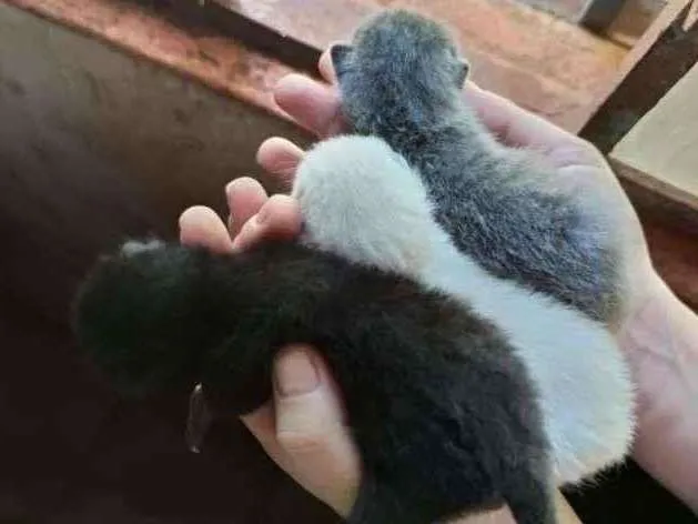 Gato raça SRD-ViraLata idade Abaixo de 2 meses nome Sem Nome