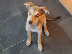 Cachorro raça SRD-ViraLata idade 2 a 6 meses nome Clary
