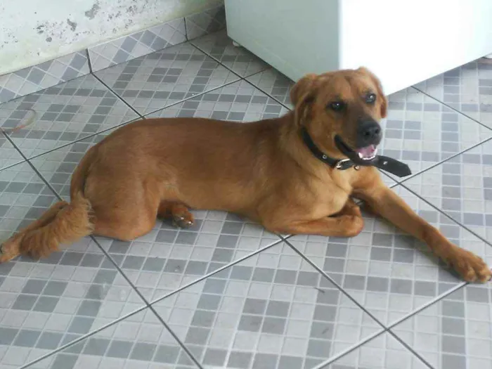 Cachorro raça N sei muito bem idade 2 a 6 meses nome Luke