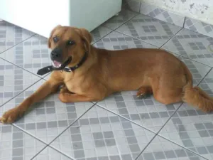 Cachorro raça N sei muito bem idade 2 a 6 meses nome Luke