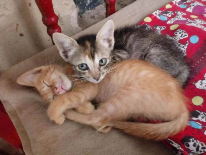 Gato raça Srd idade Abaixo de 2 meses nome Mel e melod
