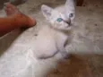 Pequeno