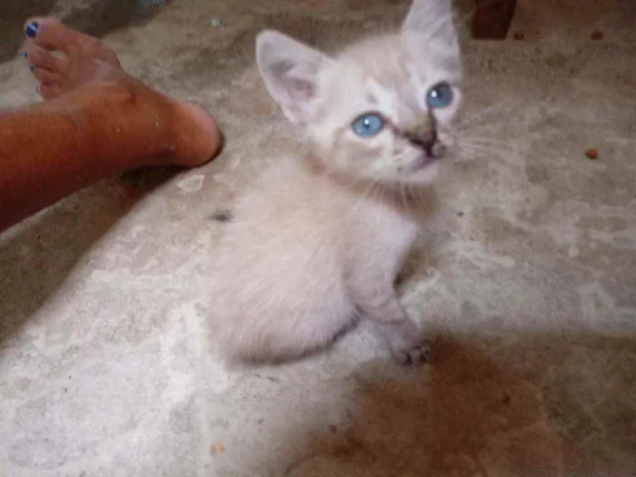 Gato raça Siames idade Abaixo de 2 meses nome Pequeno