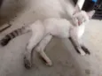 Gata castrada para a