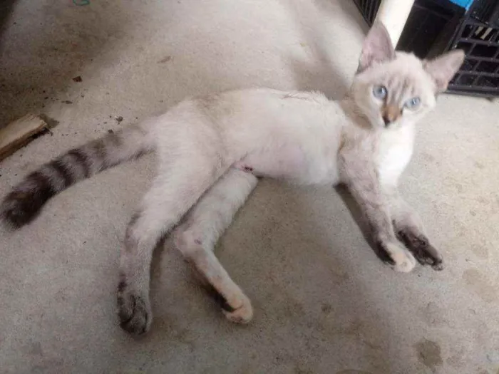 Gato raça Siames idade 2 a 6 meses nome Gata castrada para a