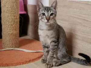 Gato raça SRD-ViraLata idade 2 a 6 meses nome Dalila