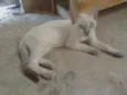 Gata femea castrada 
