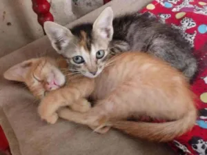 Gato raça Srd idade Abaixo de 2 meses nome Mel e melod