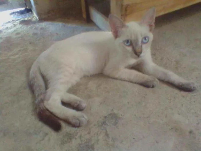 Gato raça Siames idade 2 a 6 meses nome Gata femea castrada 