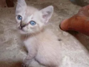 Gato raça Siames idade Abaixo de 2 meses nome Pequeno
