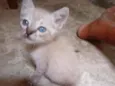 Pequeno