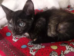 Gato raça Srd idade Abaixo de 2 meses nome Tifani