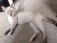 Gata castrada para a